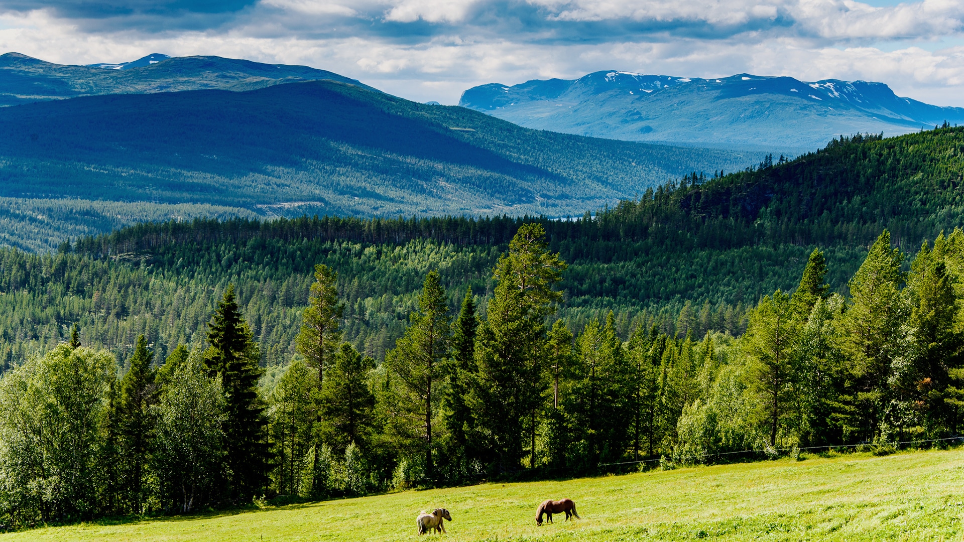 Two horses on a grass field in the middle of a forrest looking out the view of Espedalen.