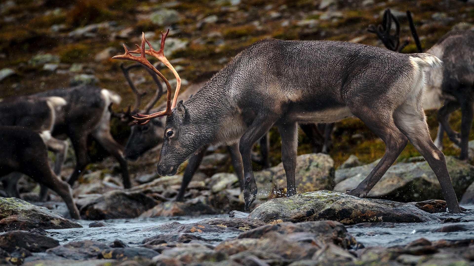 A reindeer in a herd walking across a shallow river at Valdresflya.