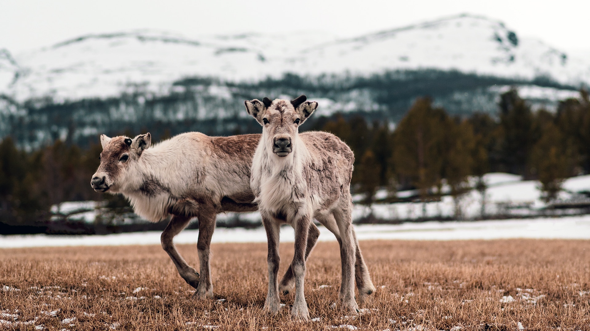 Two reindeer calves on a grass field at winter with snow covered mountains in the distance.