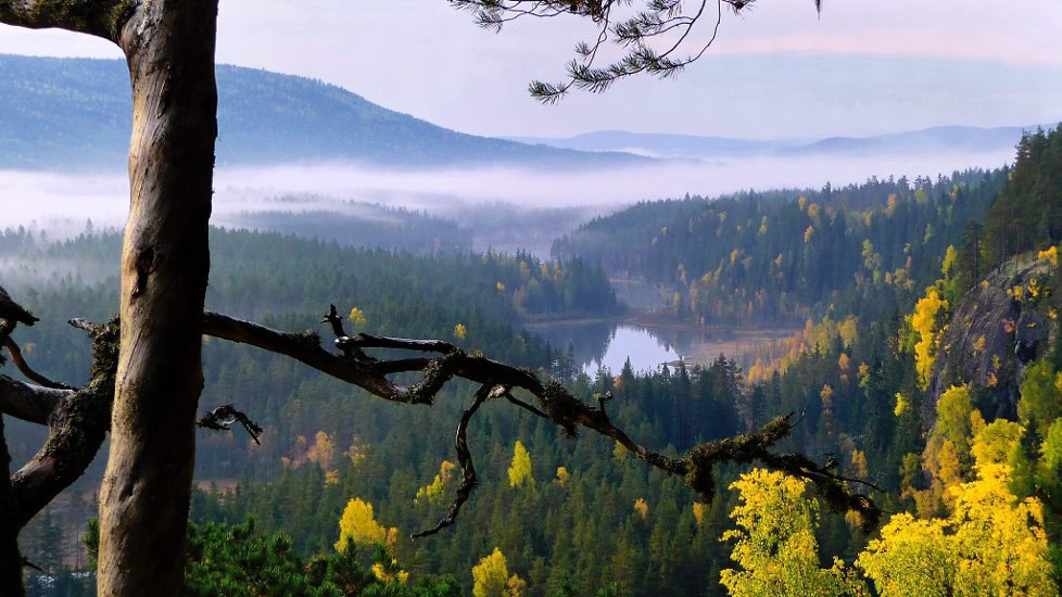A mist covering the woods and lake of Rotna early autumn.