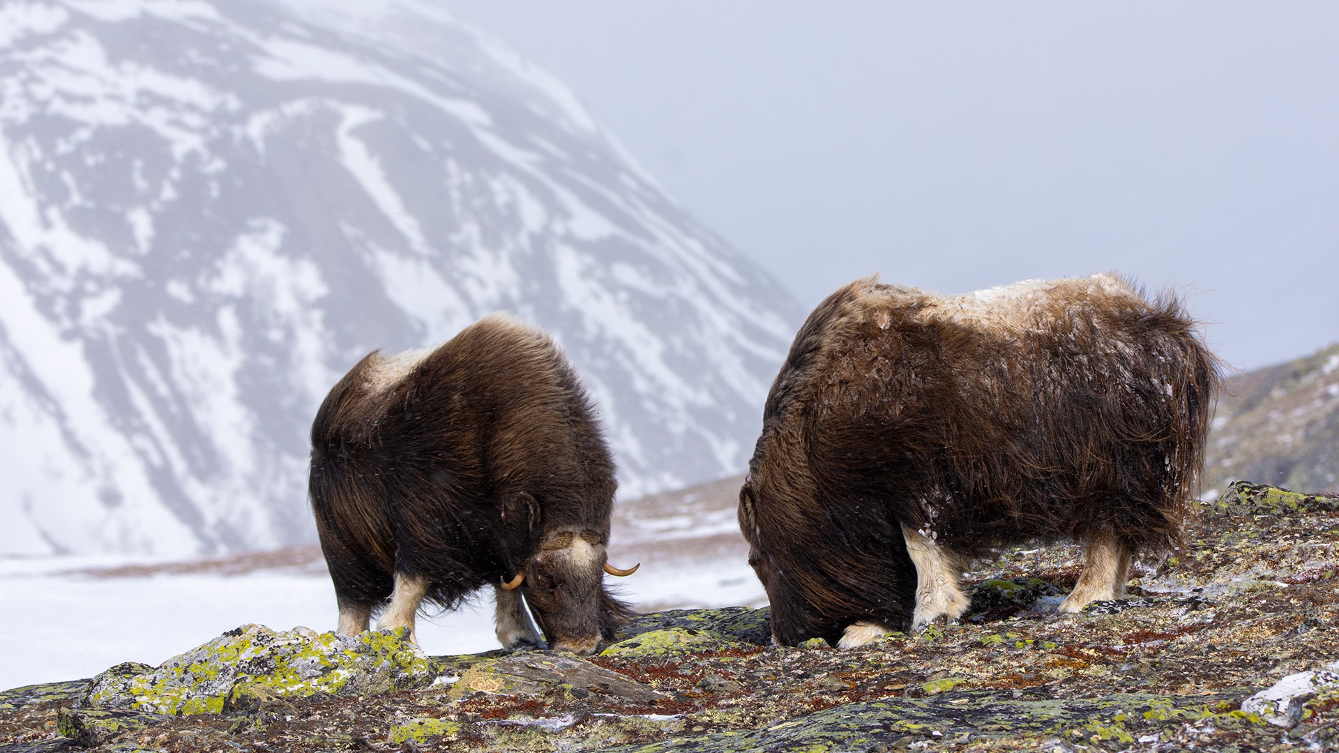 Two musks eating in front of snowy mountains at Dovrefjell.