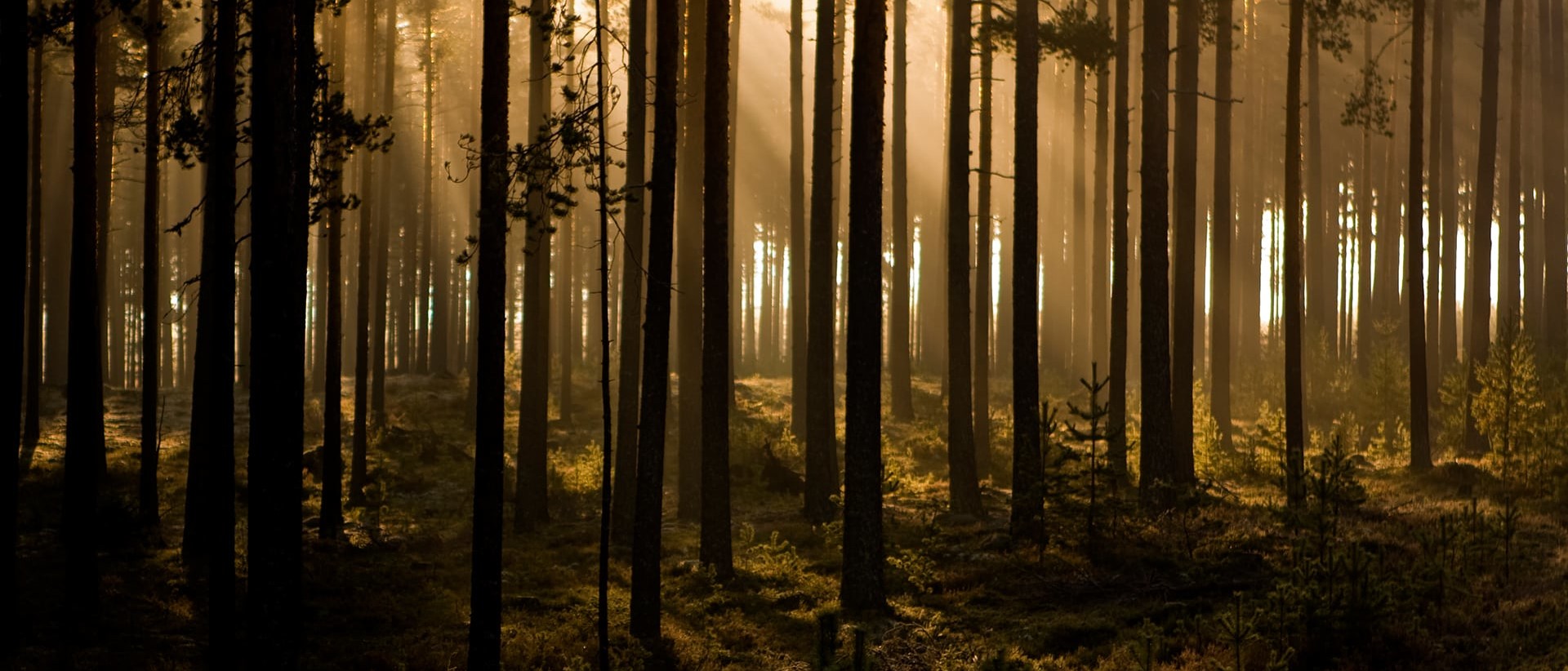 The sun is setting over a forrest with tall trees.