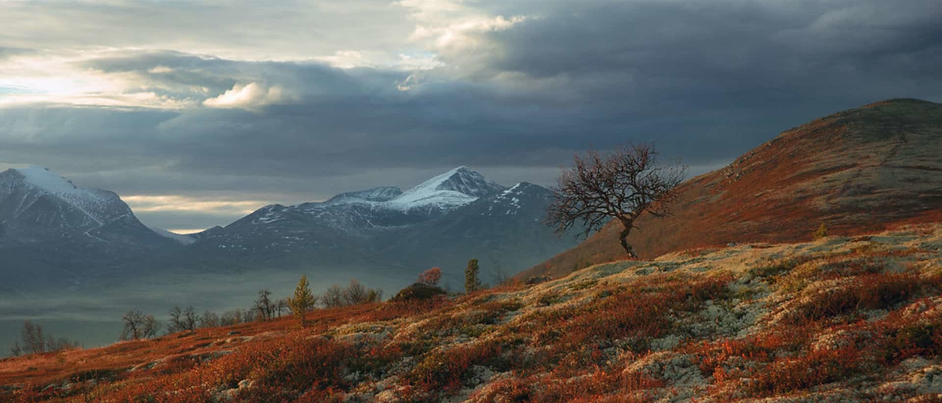 A single tree on a mountain top in autumn colors with snowy mountains in the distance.