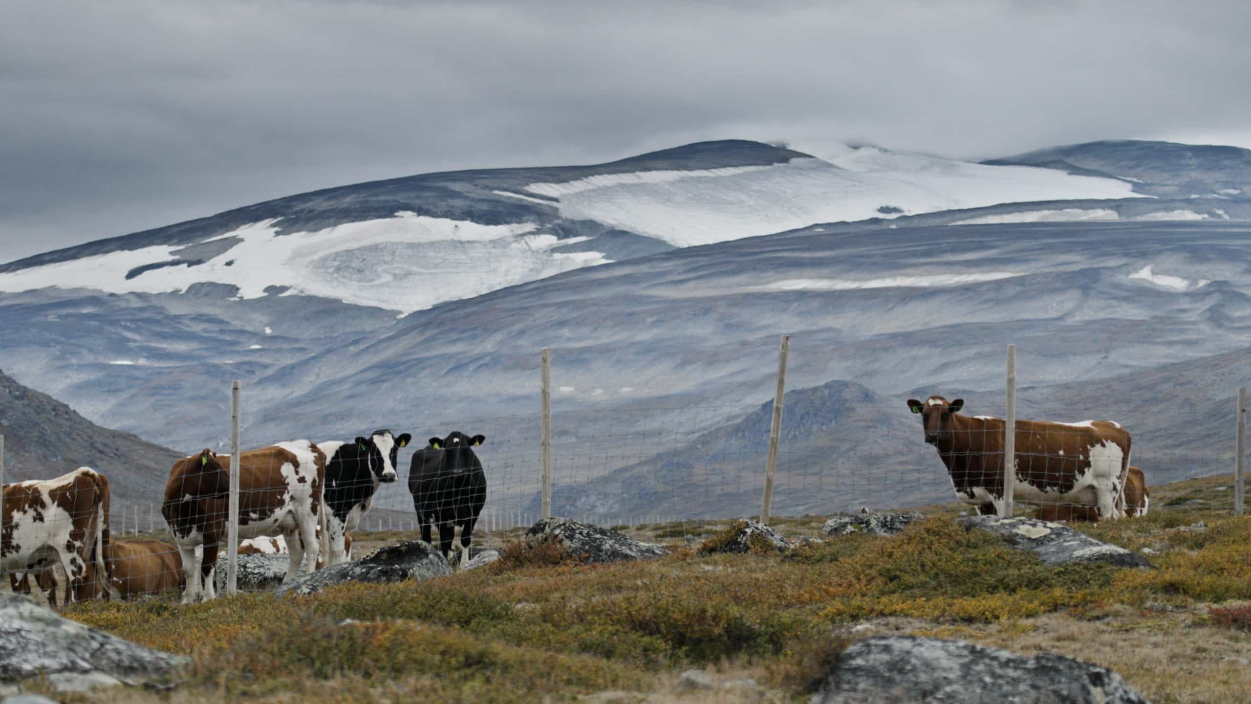 Cows on mountain pasture behind a fence in front of tall snow covered mountains.